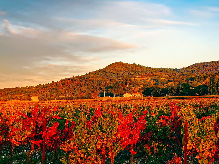 france, vineyard, mountains, vine, agriculture, fall, autumn