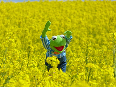colza, campo de colza, sapo, Kermit, amarelo, flor, flor