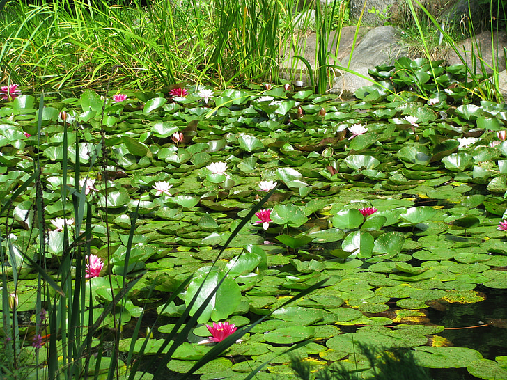 flowers, water, foliage, lichen, pond, poland