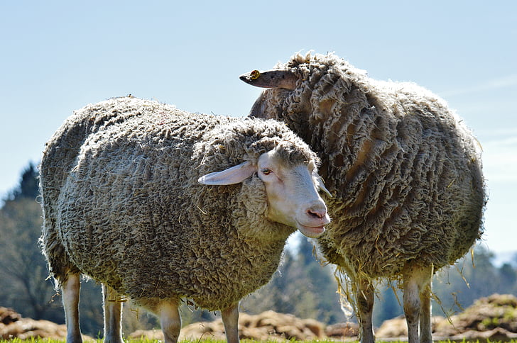 ovce, vuna, životinja, livada, priroda, zimski kaput, Dobar aiderbichl