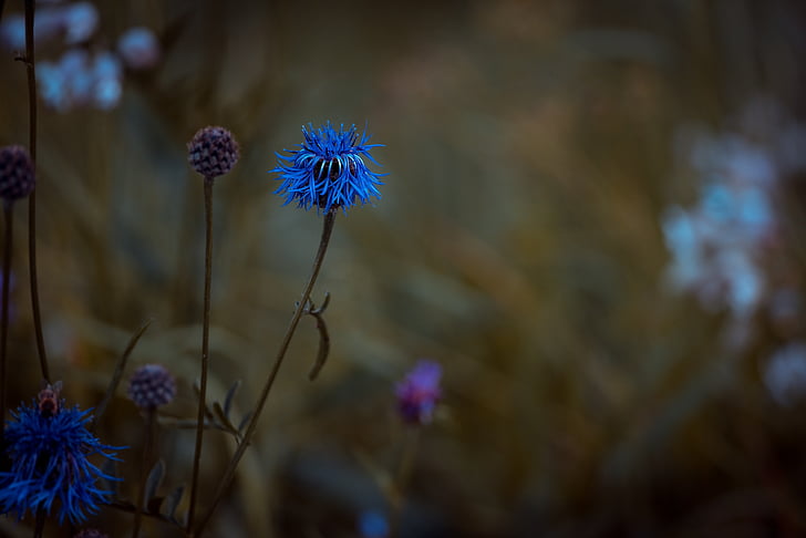 Bluets, las pelucas de malvaceae, planta, flor, Punta flor, Prado, naturaleza
