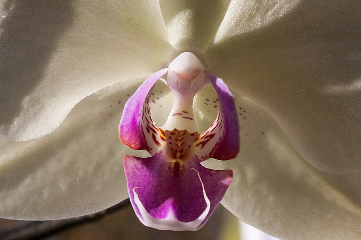 orchid, white, flower, blossom, bloom, flora, nature