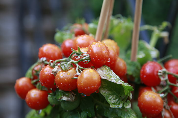 tomat, hijau, merah, Makanan, sayuran, Taman, Frisch