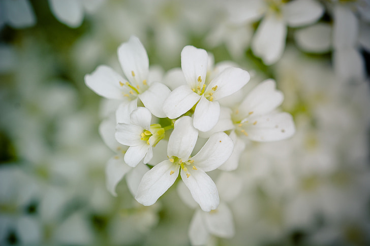 kvety, kvet, jar, biela, rastlín, makro, Príroda