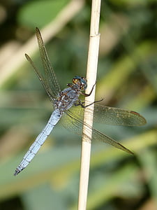 dragonfly, blue dragonfly, orthetrum brunneum, winged insect, branch, stem, insect
