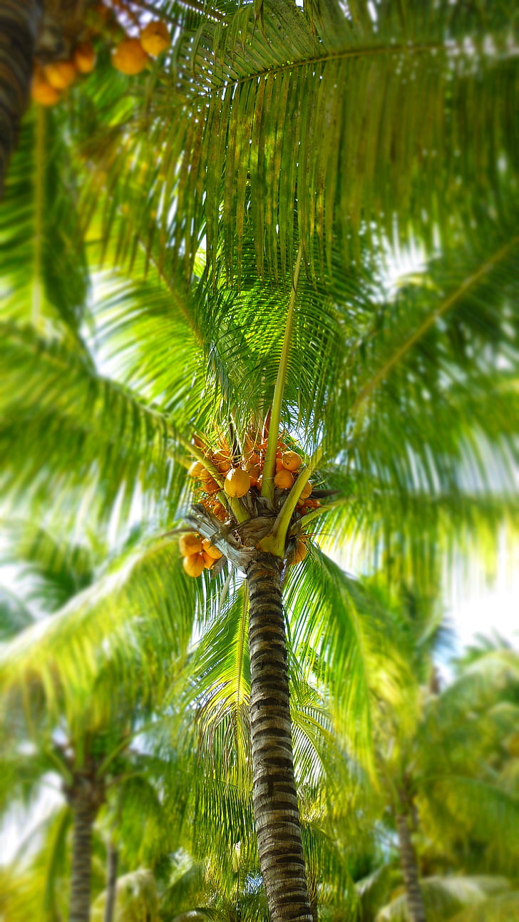 Palm, kokoso, palmės lapas, atostogų
