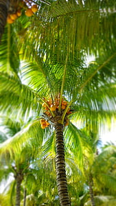 Palm, kokos, palmblad, Holiday