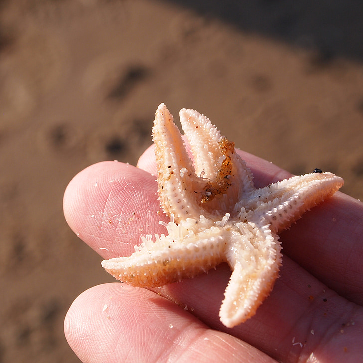 Starfish, hand, vingers, vrouw, zee, strand, zon