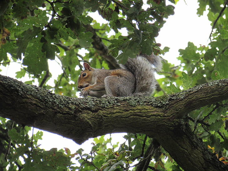 veverička, strom, Príroda, jesť, zviera, milý, voľne žijúcich živočíchov