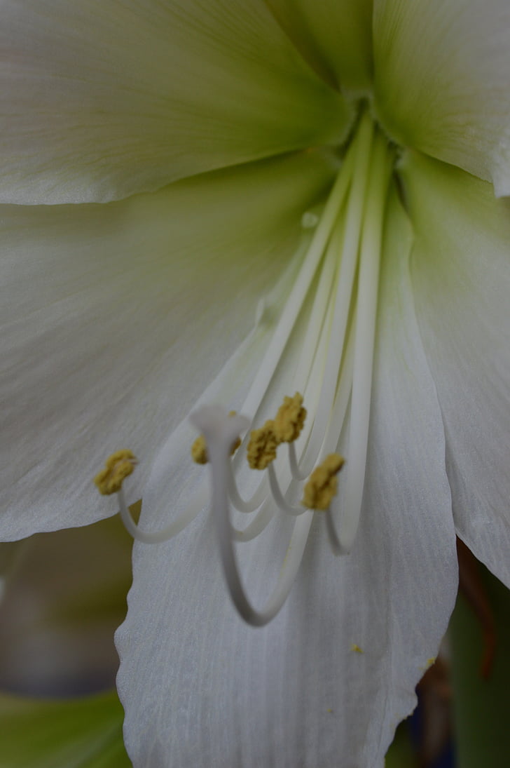 Amaryllis, blomma, vit, pollen, ståndare, hjärtat