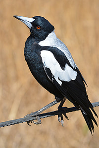 Magpie, Australia, Australia, alam, burung, burung, satwa liar