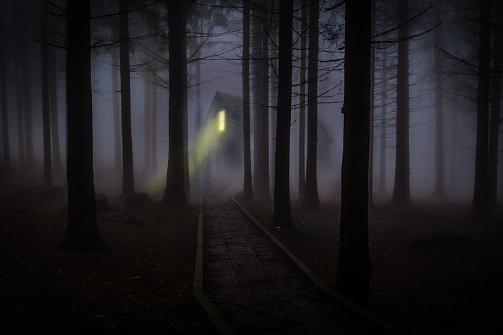 foggy, mist, forest, trees, spooky, haunted, wooden