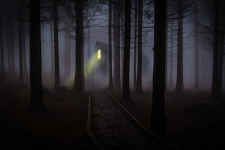Туманный, туман, лес, деревья, жуткий, с привидениями, деревянные