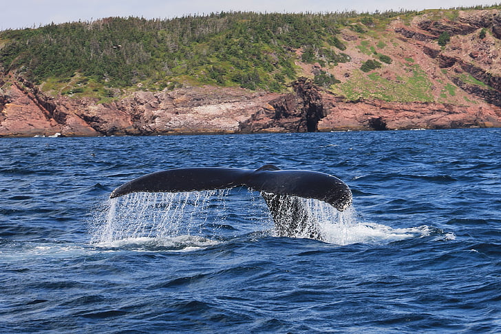 Whale, knölvalar, däggdjur, baybulls, Newfoundland, Fluke, ett djur