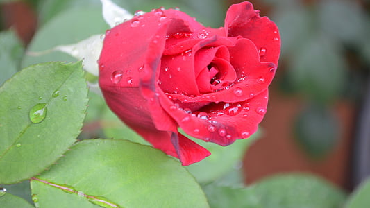All-American beauty rose, Rose, rose rouge, fleur, nature, rouge, fraîcheur