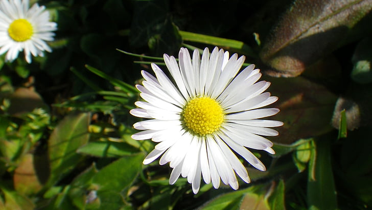 Daisy, Hoa, Thiên nhiên, cỏ, cánh hoa, Sân vườn, mùa xuân