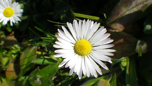 Daisy, kukka, Luonto, ruoho, terälehti, Puutarha, kevään