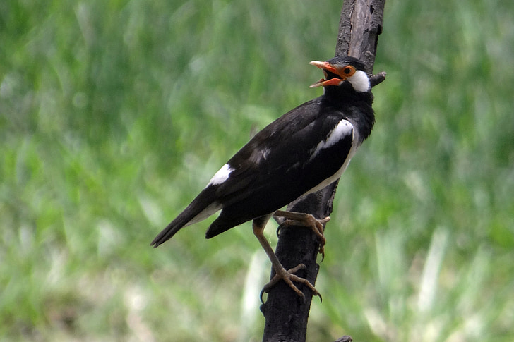 Trauerschnäpper myna, Starling, asiatische Trauerschnäpper starling, Gracupica contra, Vogel, Bharatpur Nationalpark, Vogelschutzgebiet