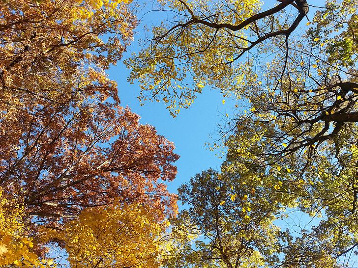 medžių viršūnėse, rudenį, rudenį, dangus, natūralus, sezoninis, ramus