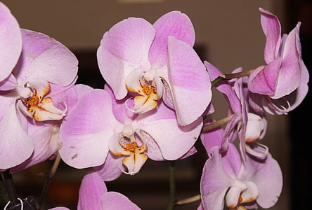 orchidėja, rožinė gėlė, bintas gėlė, Žiedlapis, žiedų, žydėti, rožinė