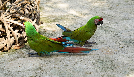 papagailis, putns, krāsains, daba, piemīlīgs, krāsa, eksotiski