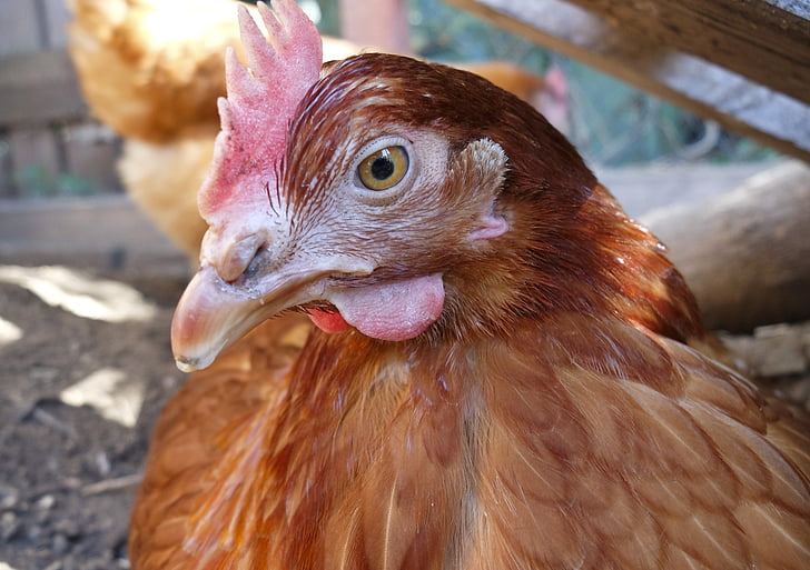 κοτόπουλο, κοτόπουλα, ζώο, πουλερικά, καφέ, αγρόκτημα