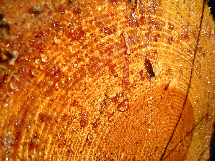 log, resin, drop of resin, warm wood, annual rings, tribe, bark