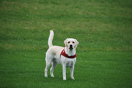 looma, koer, Labrador, valge, jalutuskäigu