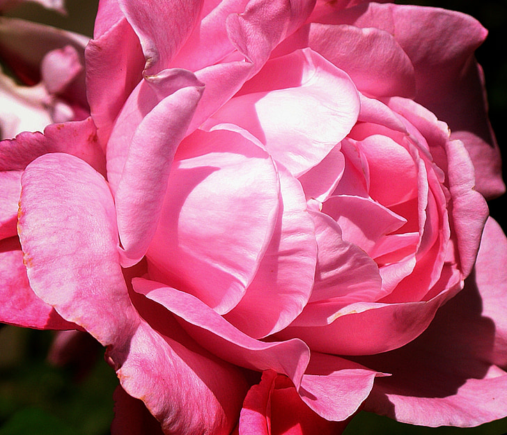 slējās, rozā, puķe, Bloom, romantika, romantisks, zieds