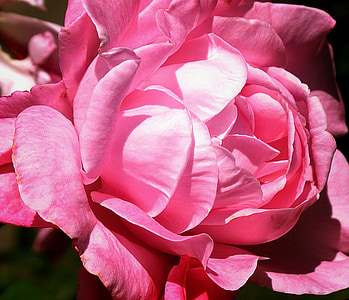 Троянда, рожевий, квітка, цвітіння, Романтика, романтичний, цвітіння
