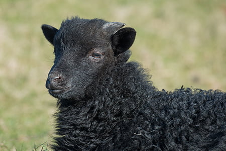 grijze gehoornde heidschnucke, Heidschnucke, schapen, zwart, Helgoland, Oberland, hoorns