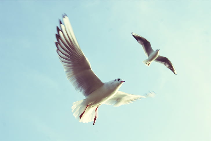 animais, aves, mar, gaivotas, voando, asas, movimento