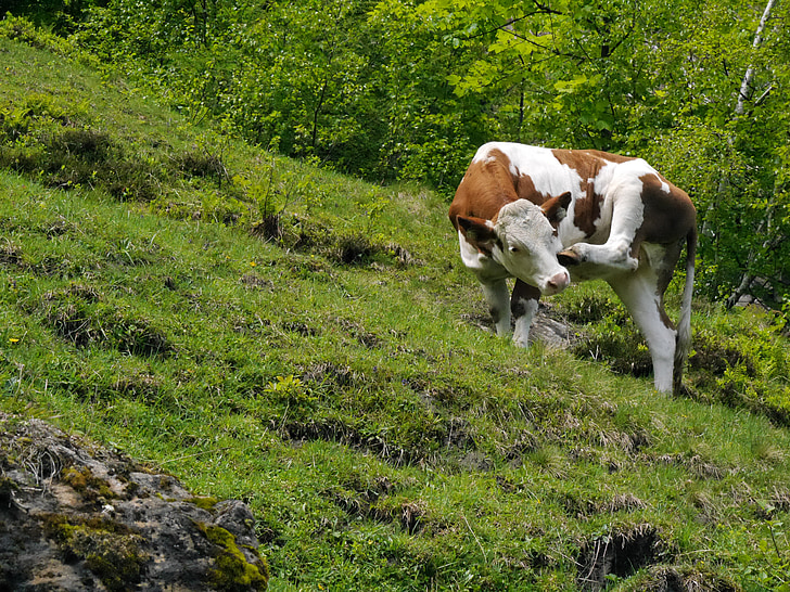 vacă, Austria, Alm, zgarieturi, creștere, animale mici, Kaprun