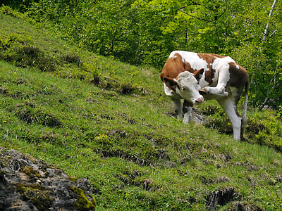 vaca, Àustria, Alm, gratar-se, cria, animal jove, Kaprun