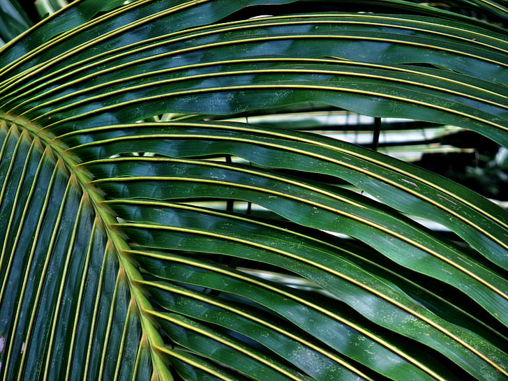 kokos, Palm, blad, treet, tekstur, Tropical, natur