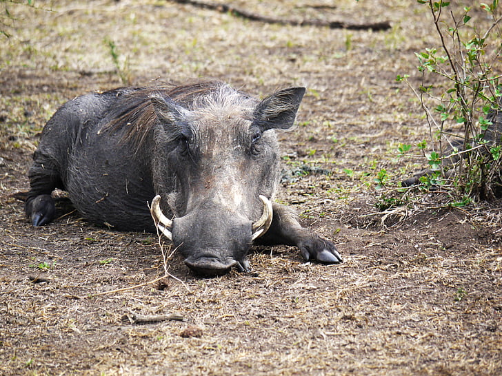 warthog, savannah, hauer, uganda, ugly, doze, rest