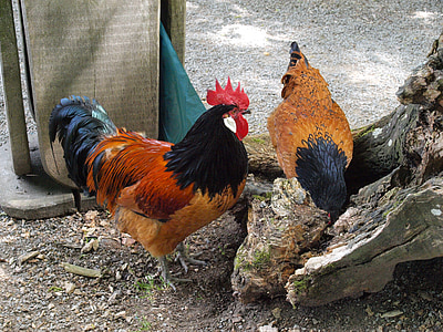 hahn, farm, gockel, chicken, male fowl, poultry, chicken run