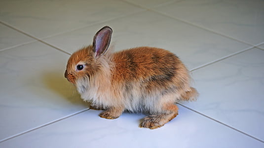 rabbit, brown rabbit, pet, animal, cute, bunny, dwarf rabbit