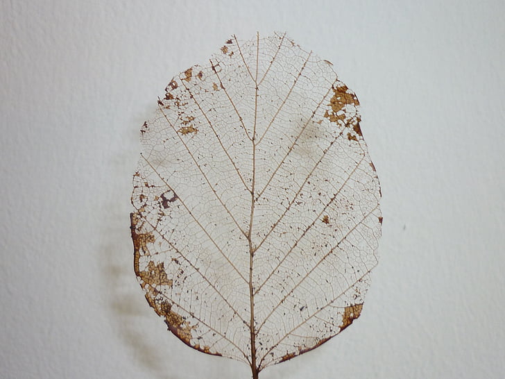 leaf, skeleton, leaf skeleton, dry, nature