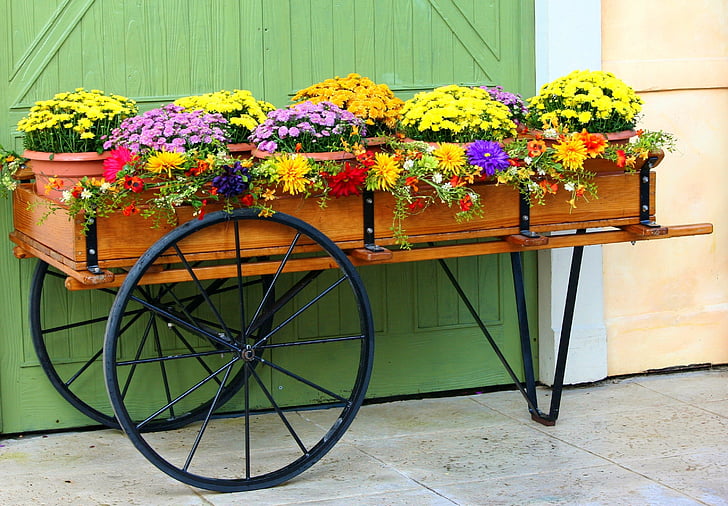 cesta de flores, carro, mamás, crisantemos, flores, jardinería, país