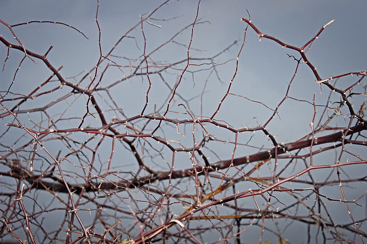Thorn, texture, nature, plante, crampons