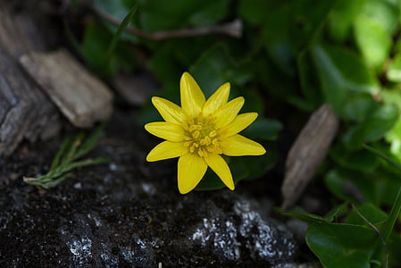 celidonia, planta, flor, flor amarilla, flor, floración, amarillo