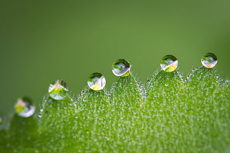 macro, drip, drop of water, leaf, close, water, rain
