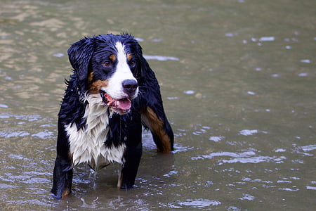 animals, dog, bernese mountain dog, animal portrait, in the water