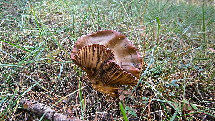 mushrooms, fungi, forest, nature