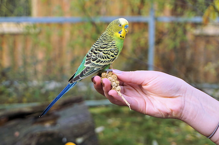 Budgie, вълнист папагал на ръката, хранене, доверен, доверие, животните, птица
