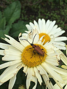 Käfer, Blüte, Bloom, Garten, weiß, Sommer