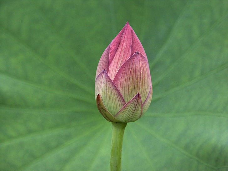 lotus bud, plant, flower, nature, bloom, petal, blossom
