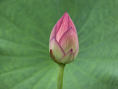 Lotus bud, kasvi, kukka, Luonto, Bloom, terälehti, Blossom