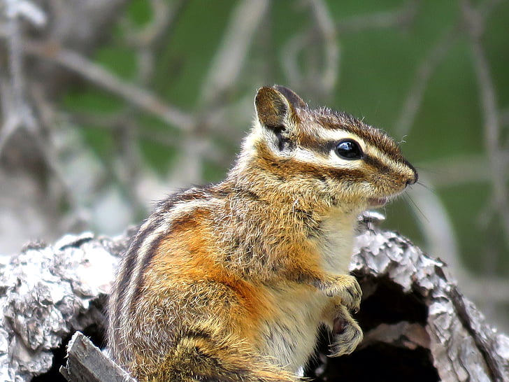 majhna severnoameriška veverica, prosto živeče živali, narave, srčkano